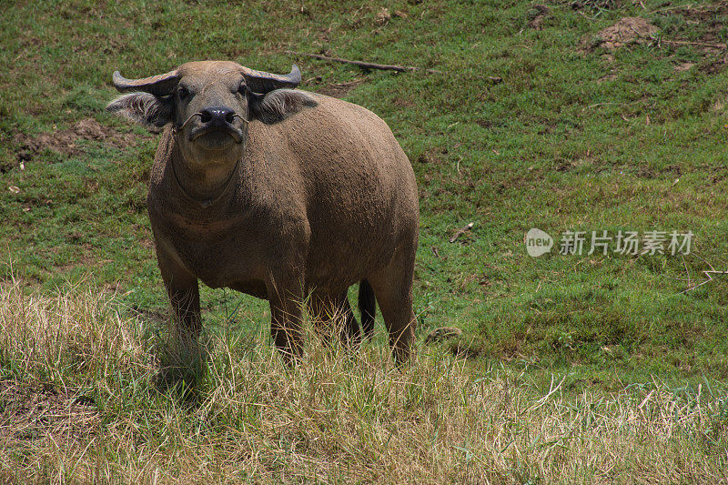 泰国的水牛