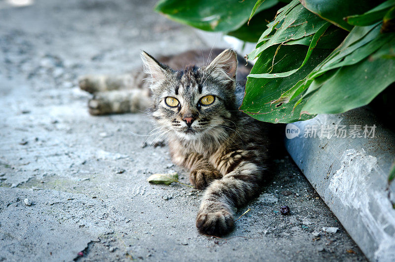 一只毛茸茸的猫躺在柏油路上