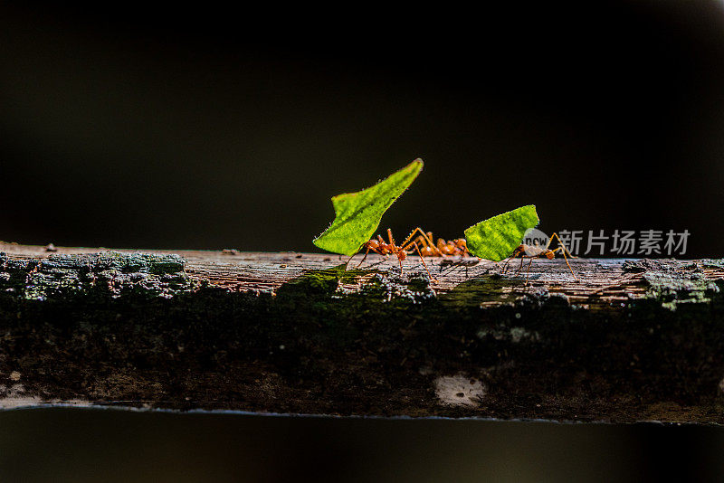 蚂蚁在自然界中携带树叶