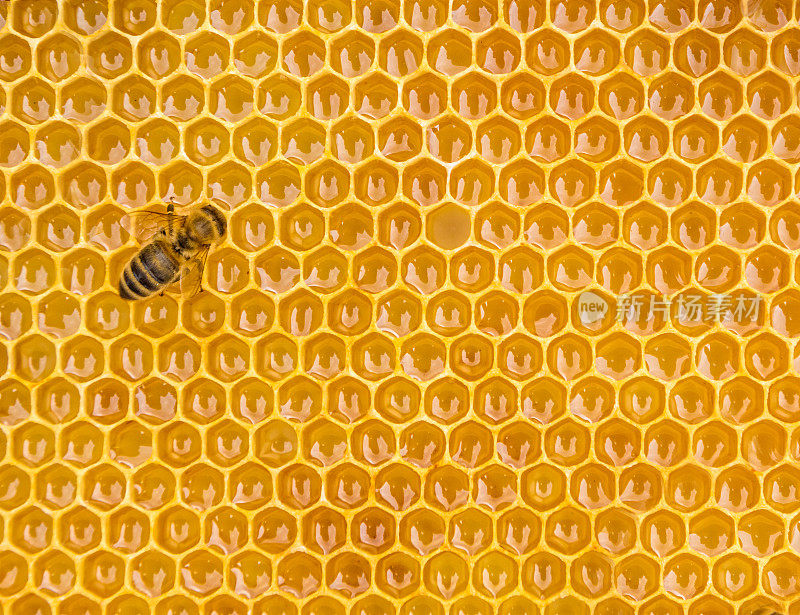 近距离观察工蜂在蜂巢