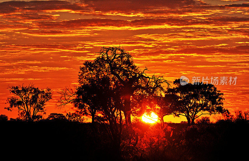 云景日落的颜色，萨武提，丘比，博茨瓦纳