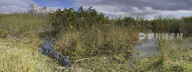 佛罗里达大沼泽地的短吻鳄