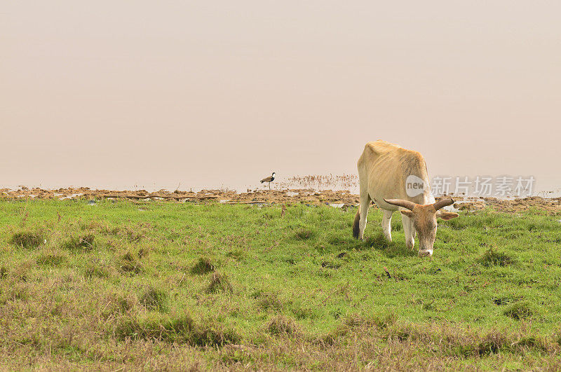 在塞内加尔的拉克罗斯放牧奶牛
