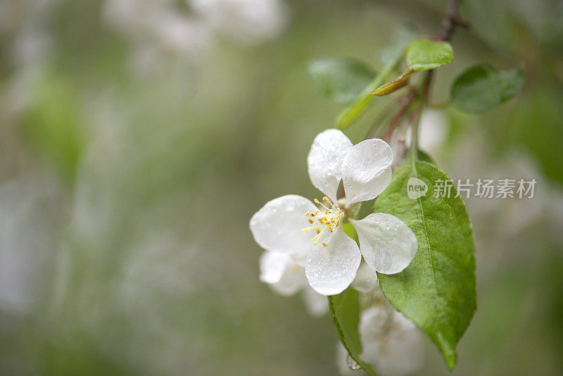 湿白的山楂花在春雨后开花