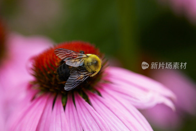 大黄蜂在松果菊