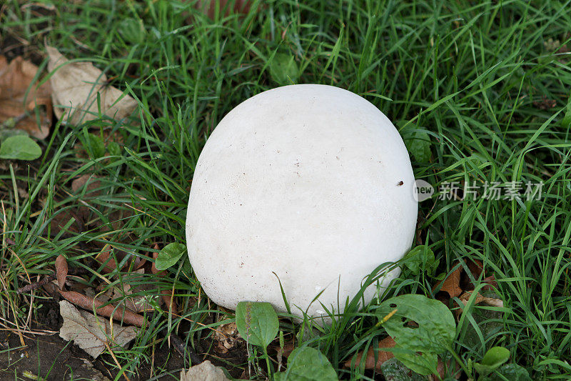 巨大的蘑菇蘑菇真菌香槟生长在草