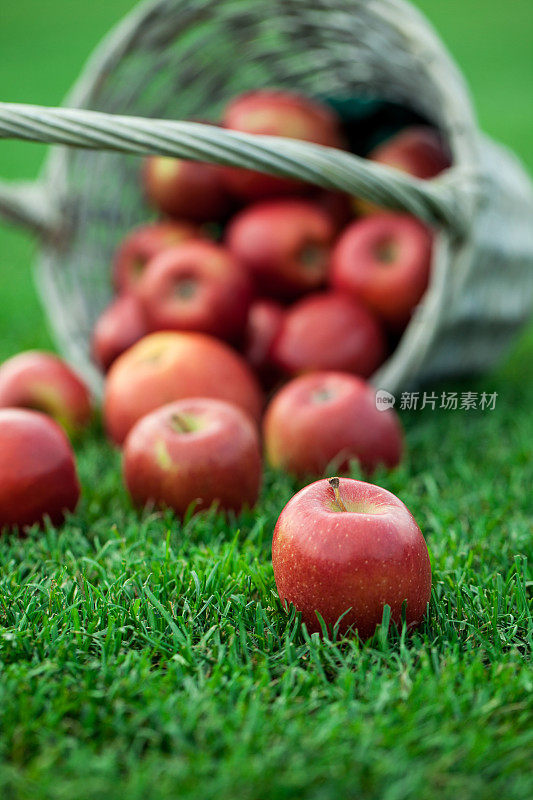 倾斜的柳条篮子与红有机苹果在草地上