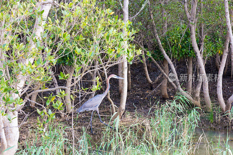 歌利亚鹭在iSimangaliso湿地公园，南非