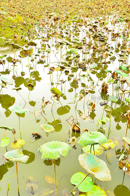 台湾台北植物园