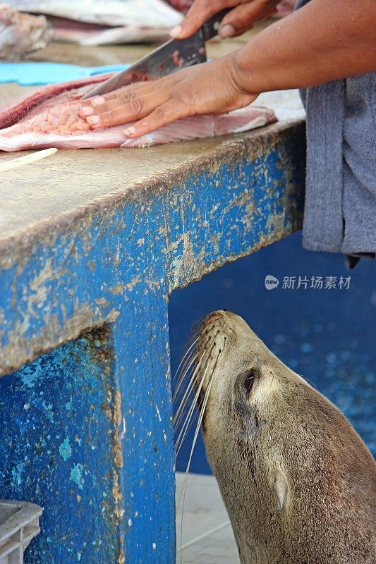 海狮乞讨