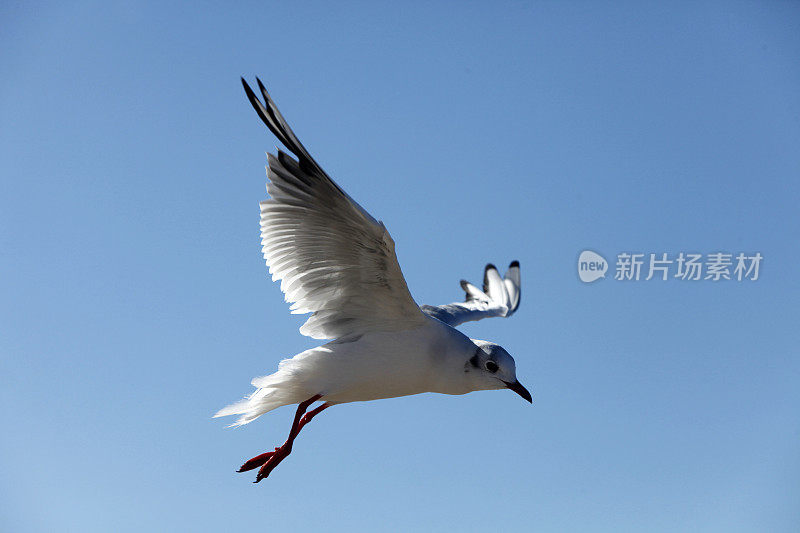 蓝天下的海鸥