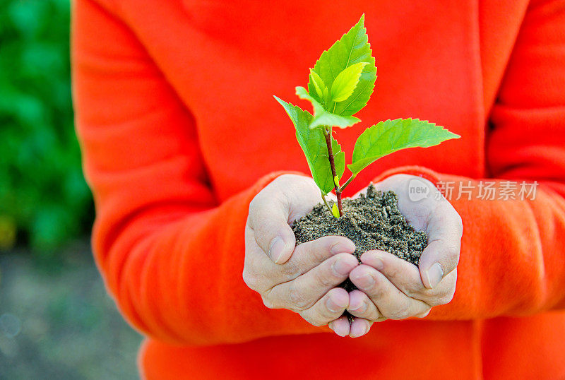 一株植物在女性手中