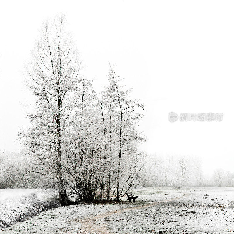 雪的风景。树群，树下有休息的地方。