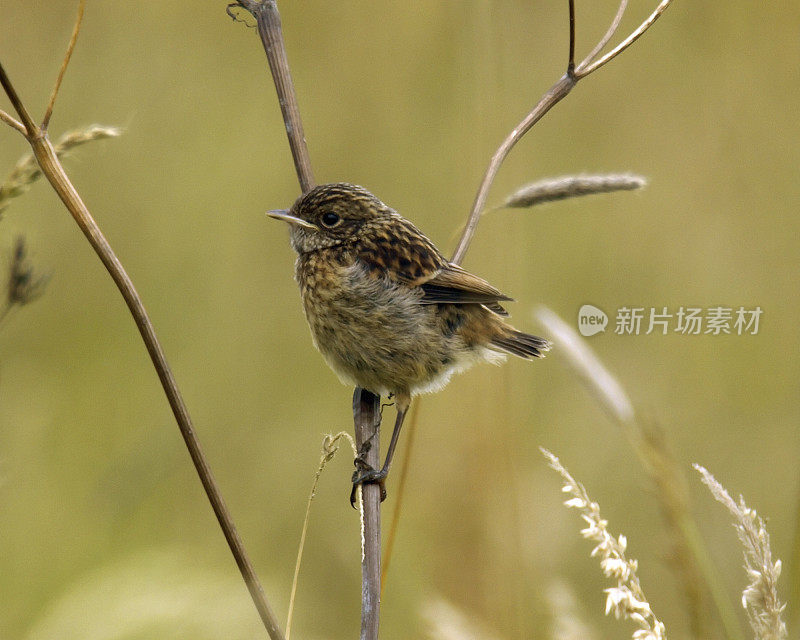 少年石鳖