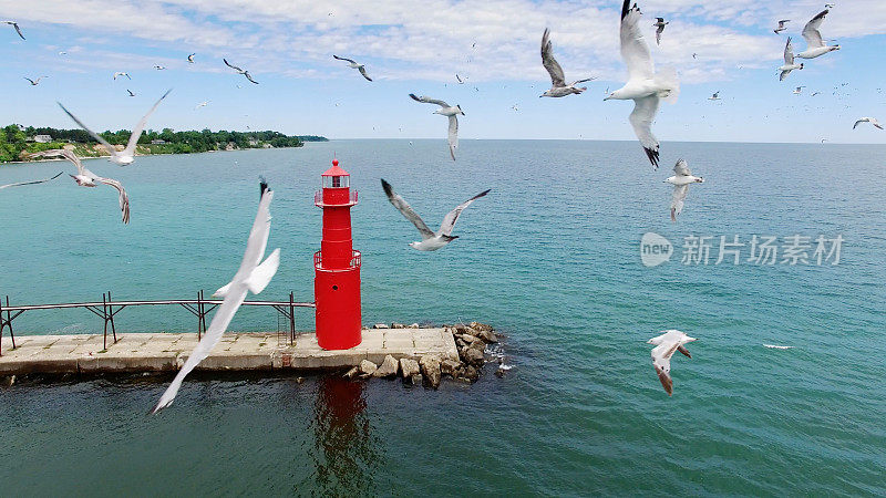 令人惊叹的海鸥群在阿尔戈马港，标志性的红色灯塔