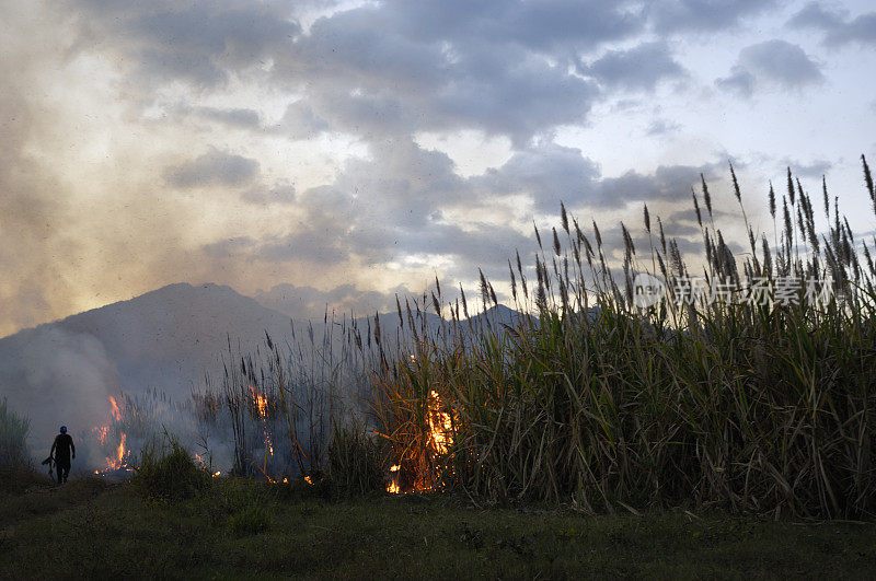中美洲甘蔗田着火