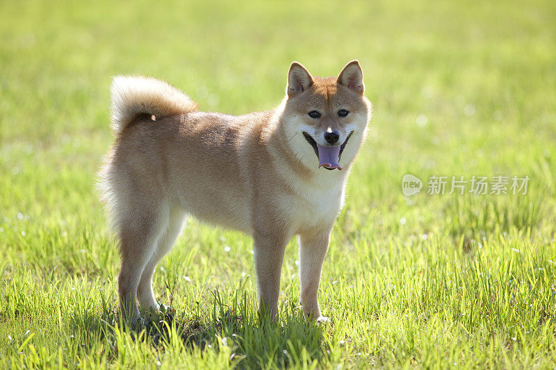 日本传统狗(柴犬)