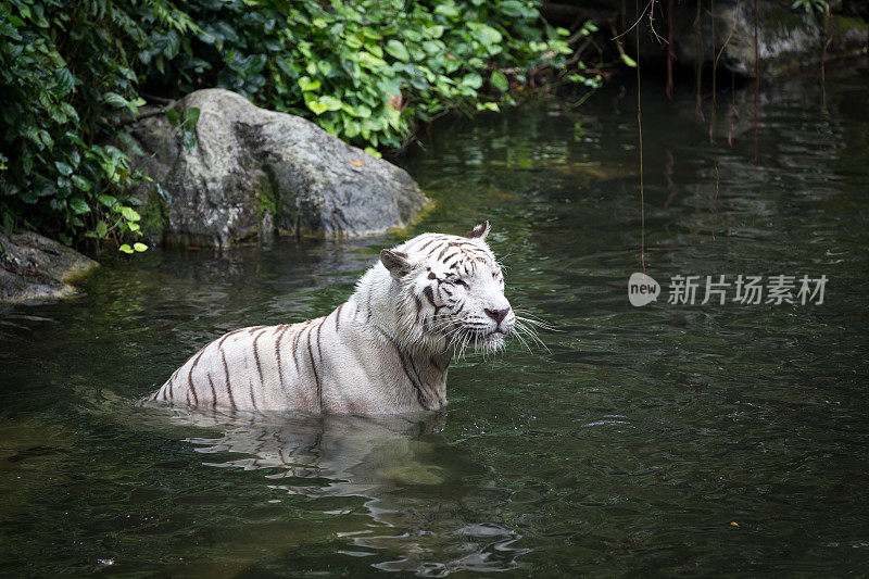 白虎在湖里游泳