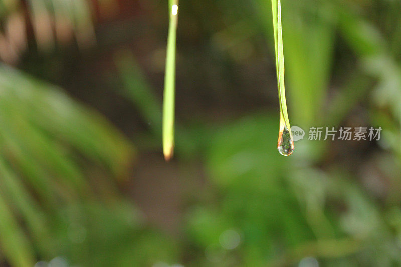 树叶上的雨滴