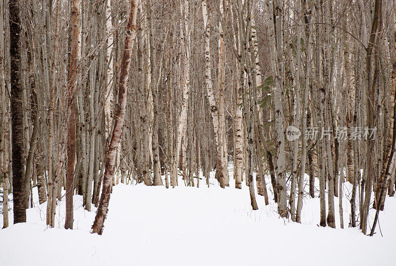 冬天茂密的白桦林。