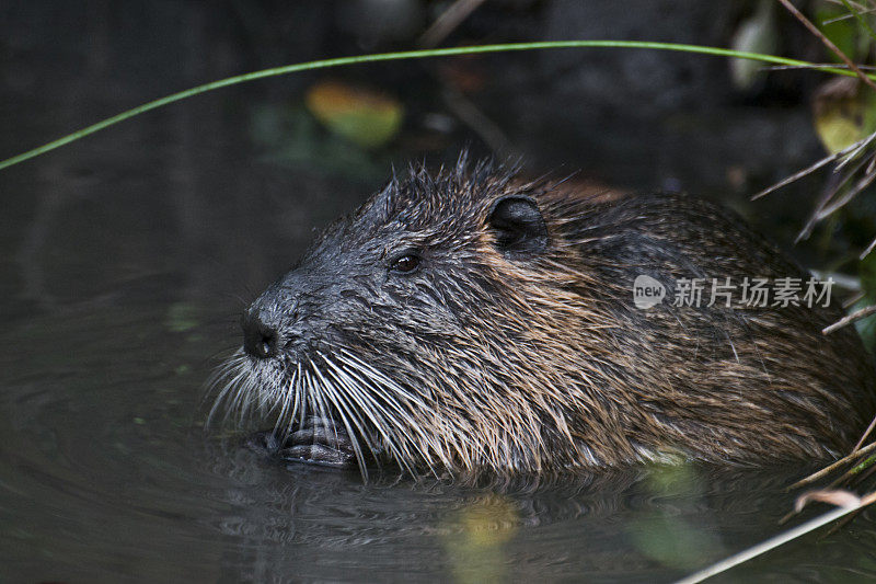 水獭