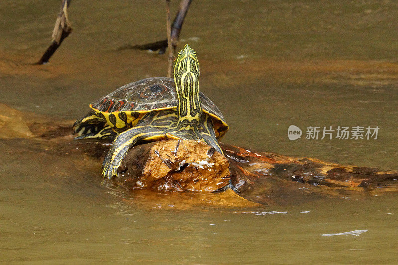 红耳滑块