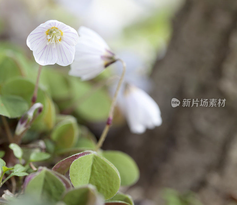 酢浆草(酢浆草)