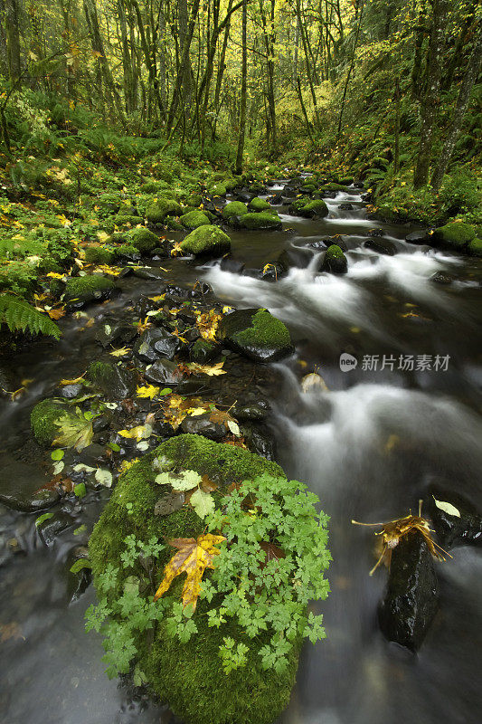 戈顿溪与秋天的颜色