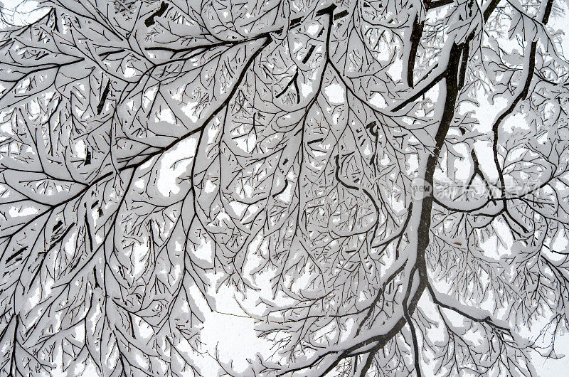 白雪皑皑的树枝