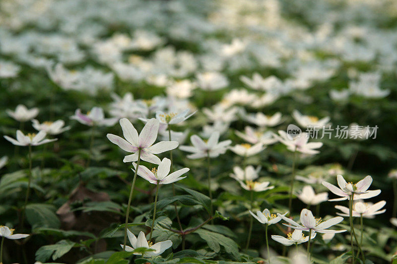 丹麦森林里的野花地毯(银莲花)