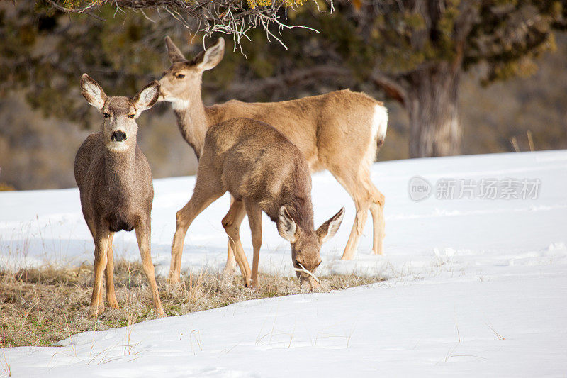 科罗拉多西部的骡鹿是冬季的自然栖息地