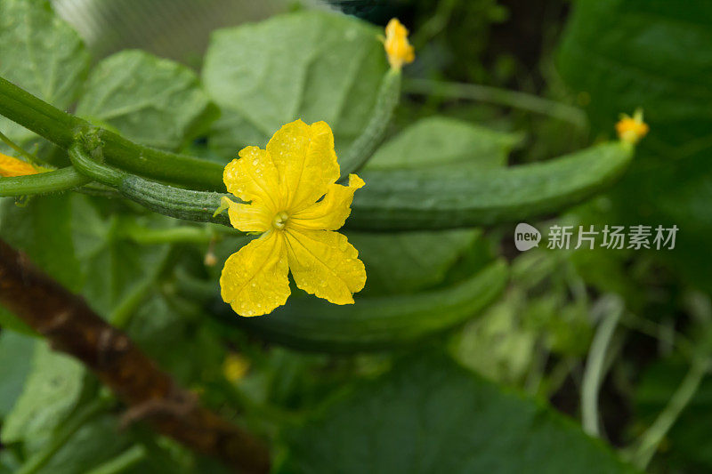 黄瓜开花植物