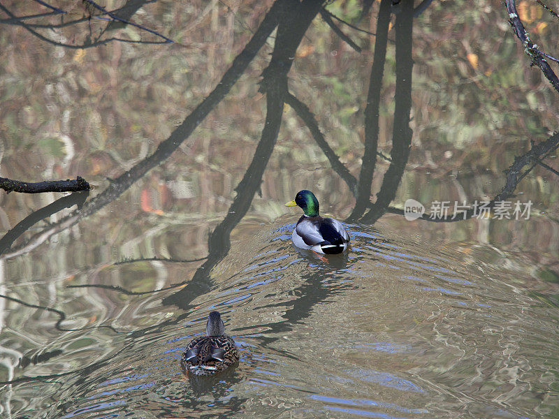 野鸭公鸭母水禽在池塘里游树影