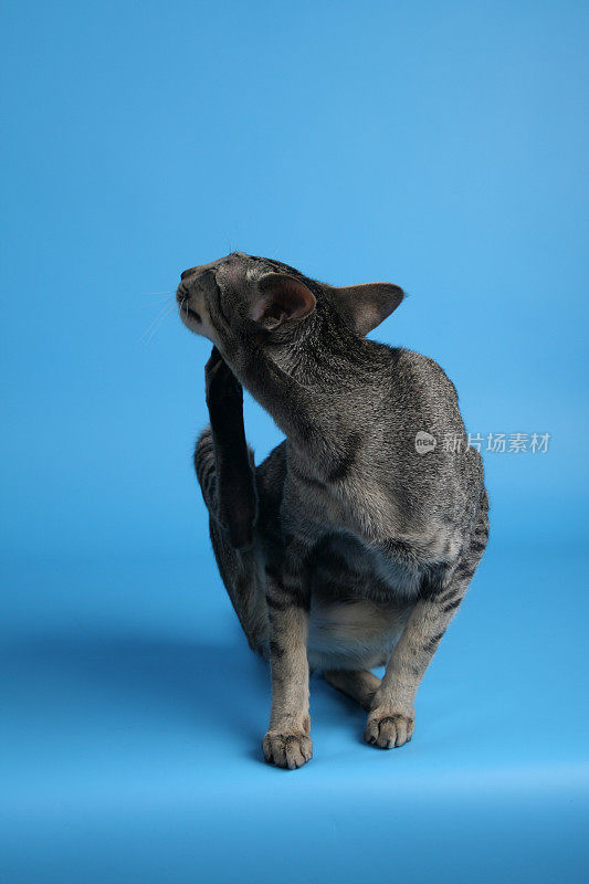 斑点东方猫对蓝色的抓挠