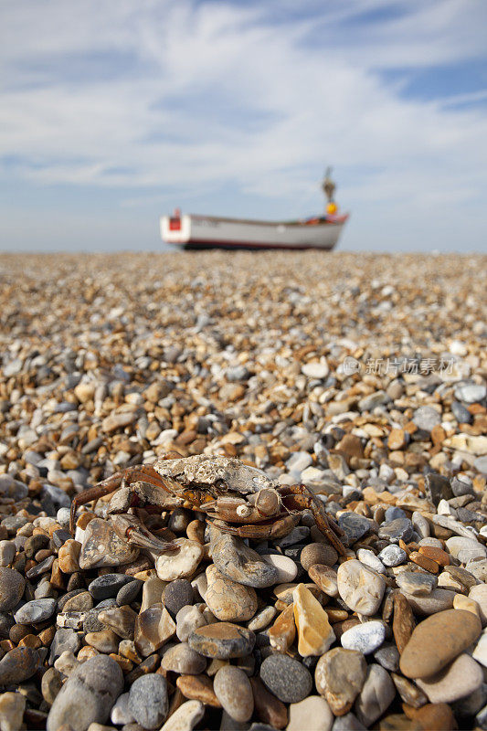 英国诺福克Shingle海滩的死蟹