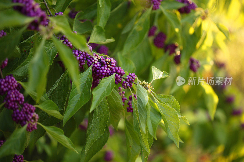 美国紫珠植物