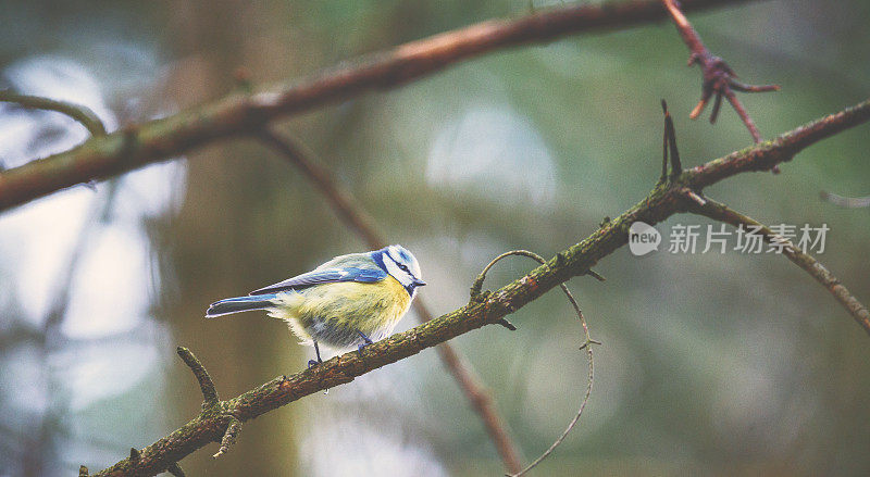 小bluetit