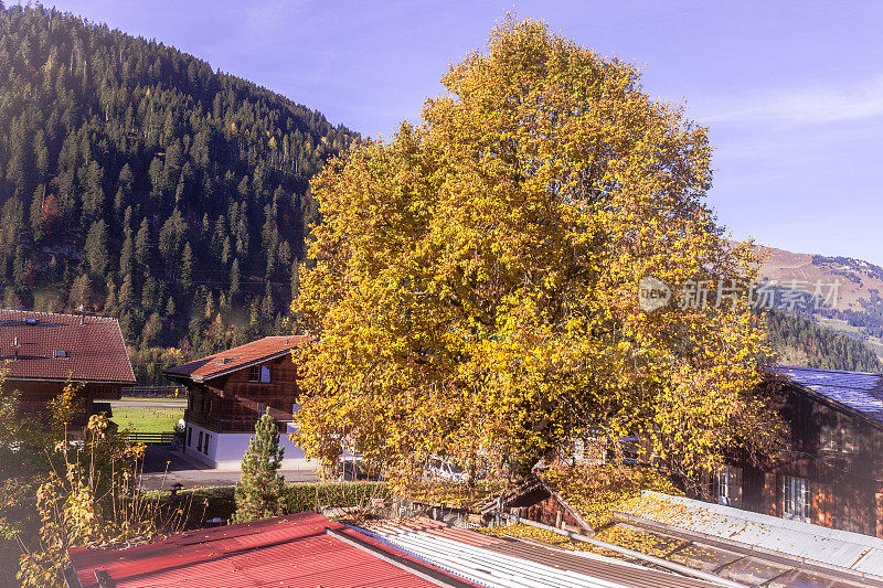 瑞士景观与树木在早秋的叶子