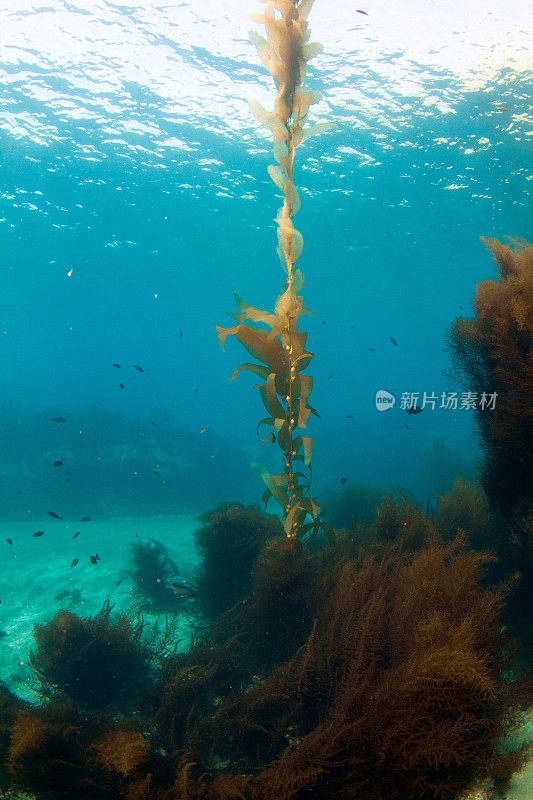 水下海带背景