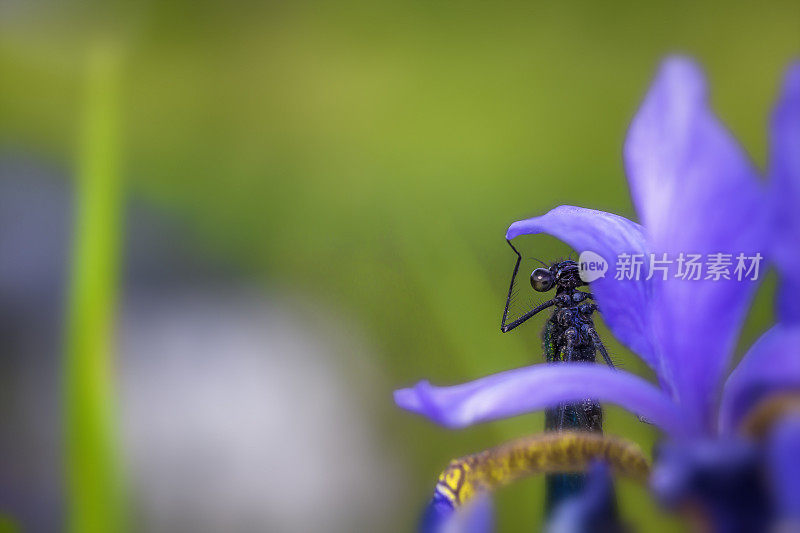 一朵花上的蜻蜓