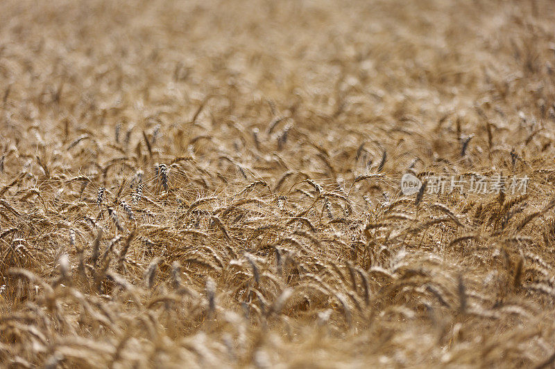 成熟的金色的小麦。背景