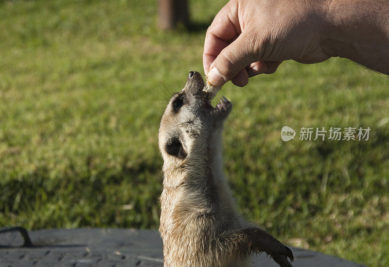 猫鼬咬了一口