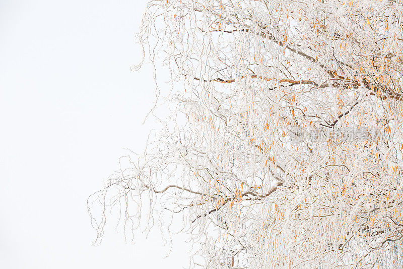自然背景冰冻和光秃秃的柳树枝条与白霜