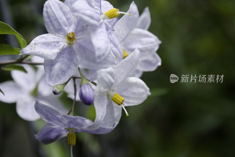 马铃薯藤花茄