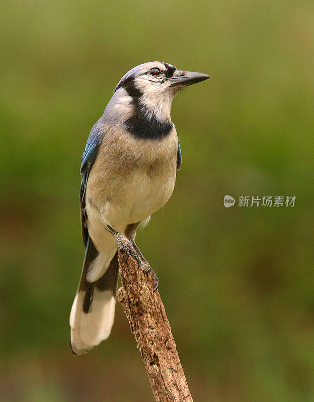 冠蓝鸦