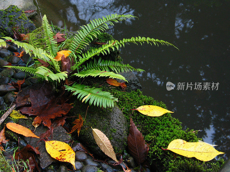 湖滨蕨与秋天的叶子