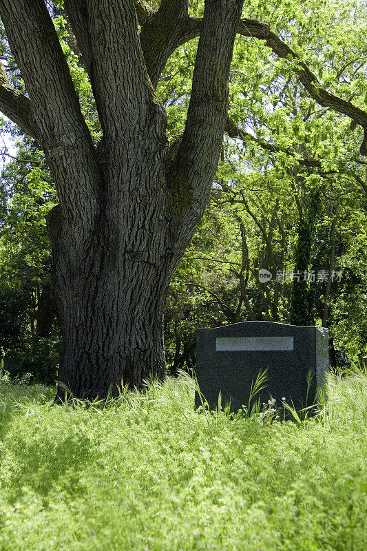橡树附近的无名坟墓