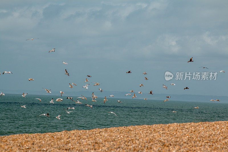 群海鸥