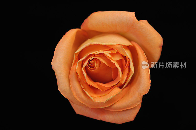 单瓣橙色玫瑰花在黑色背景上