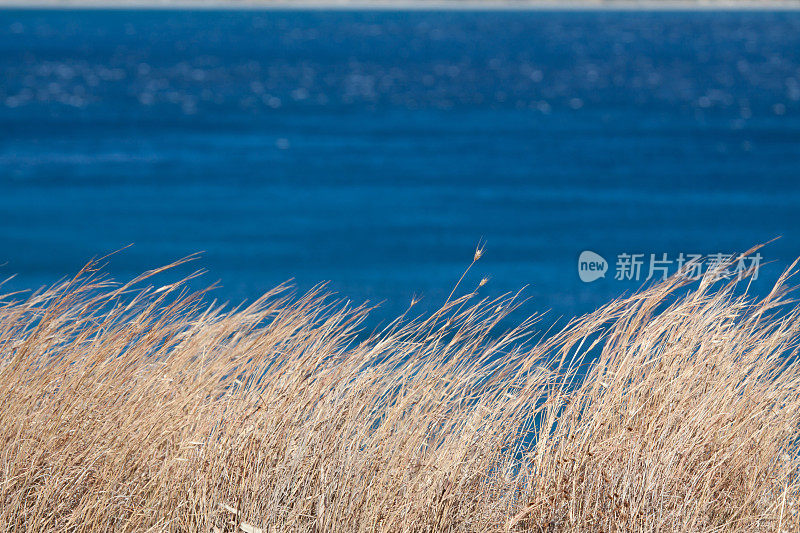 夏日金色的草地映衬着深蓝色的大海